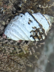 Opeatostoma pseudodon