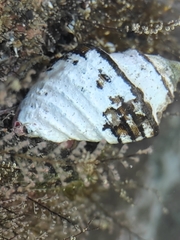 Opeatostoma pseudodon