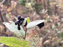 Chrysomela aeneicollis