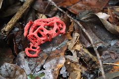 Clathrus cristatus