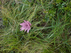 Scorzonera rosea