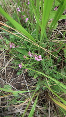 Polygala rhinostigma