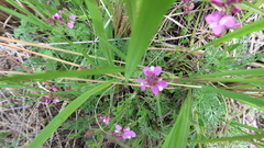 Polygala rhinostigma