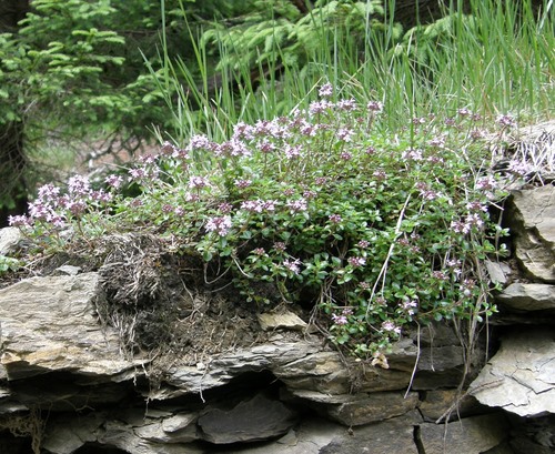 Thymus pulcherrimus, photograph 1