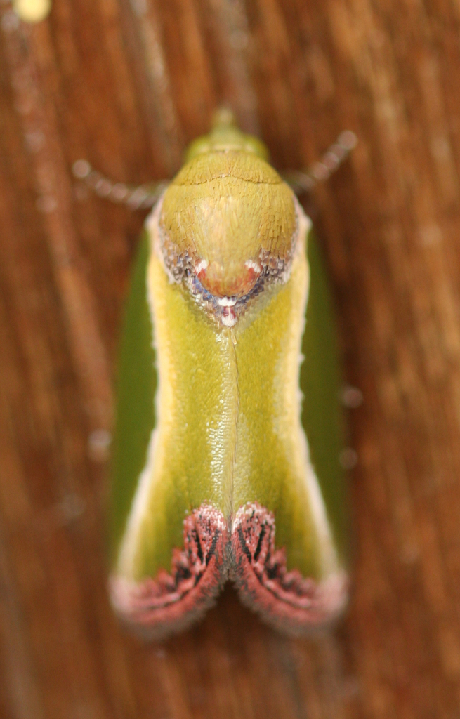 Ariola ransonneti