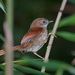 Gray-bellied Spinetail - Photo (c) Cláudio Dias Timm, some rights reserved (CC BY-NC-SA)