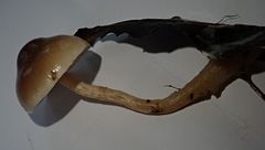 Meottomyces dissimulans