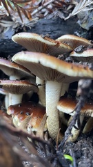 Pholiota brunnescens