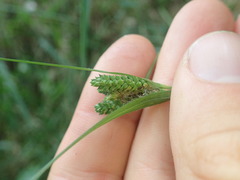 Carex maculata
