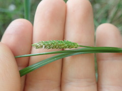 Carex maculata