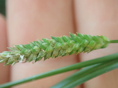 Carex maculata