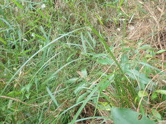 Carex maculata