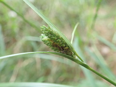 Carex maculata