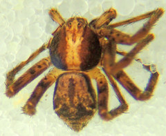 Philodromus josemitensis