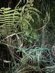 Dendropsophus parviceps