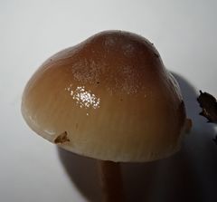Meottomyces dissimulans