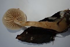 Meottomyces dissimulans