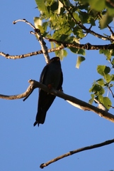 Falco vespertinus