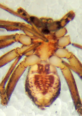 Philodromus josemitensis