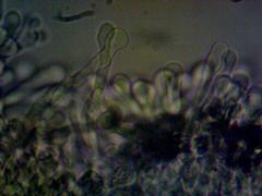 Meottomyces dissimulans