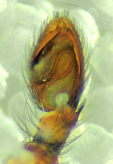 Philodromus josemitensis