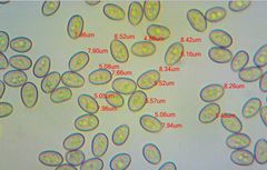 Meottomyces dissimulans