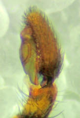 Philodromus josemitensis