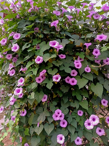 threefork morning glory