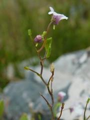 Nemesia diffusa