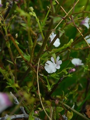 Nemesia diffusa