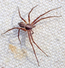 Philodromus josemitensis