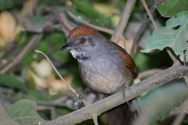 Cinereous-breasted Spinetail illustration