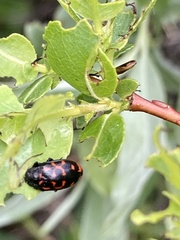 Chrysomela aeneicollis