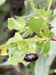 Chrysomela aeneicollis