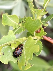 Chrysomela aeneicollis