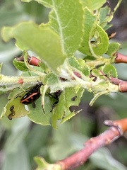 Chrysomela aeneicollis