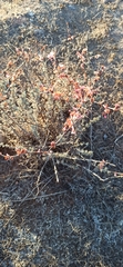 Eriogonum wrightii dentatum