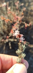 Eriogonum wrightii dentatum
