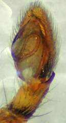 Philodromus josemitensis