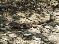 Pholidoscelis chrysolaemus