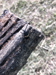 Lissonotus flavocinctus