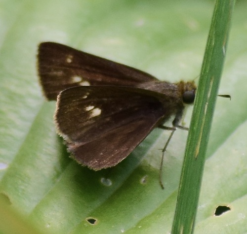 Dun Skipper photo 5