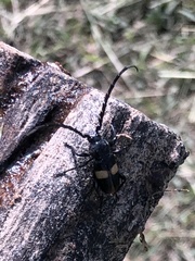 Lissonotus flavocinctus