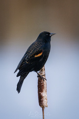 Agelaius phoeniceus caurinus