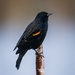 Northwestern Red-winged Blackbird - Photo (c) jhncoghlan, some rights reserved (CC BY-NC)