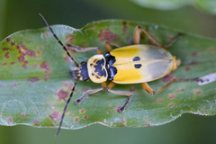 Chauliognathus flavipes