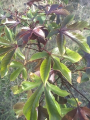 Jatropha gossypiifolia