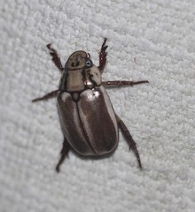 Anoplognathus abnormis