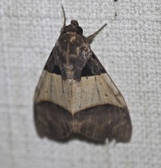 Serrodes mediopallens