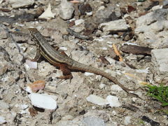 Leiocephalus barahonensis